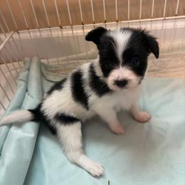 Female Puppy 2 - White and black female Papillon puppy in Kenly, North Carolina from Otto’s Papillons