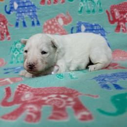 Ivy - White female Siberian Husky puppy in Lunenburg, Vermont from SNOW WOOLY HUSKY