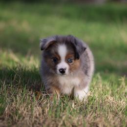 Noel - Blue merle female Toy Australian Shepherd puppy in Georgetown, Texas from Minikin Manor