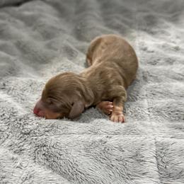 Boy 5 - Chocolate and tan male Dachshund puppy in Queen Creek, Arizona from Jolly Rogers Dachshunds