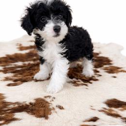 Gracie - Black tri-color female Aussiedoodle puppy in Louisville, Mississippi from Kristy’s Kennels