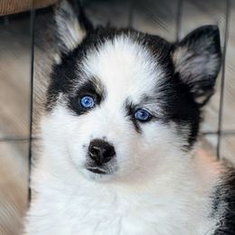 Monarch Patch - Pomsky puppy from Monarch Pomskies | Northern Colorado
