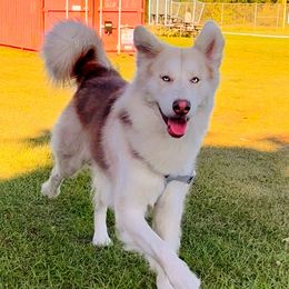 Kai - Siberian Husky