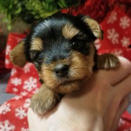 Diamond - Black and gold female Yorkshire Terrier puppy in Hot Springs, Arkansas from Kimberly's Lovable Littles