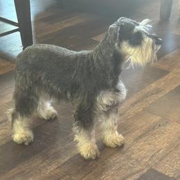Gypsy - Miniature Schnauzer
