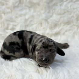 Willow - Dapple female Dachshund puppy in Atwater, California from Jes & 3 weens