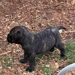Dark brindle male - Fawn brindle male Bullmastiff puppy in Comer, Georgia from Caro Bullmastiffs