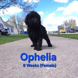 Ophelia - Black female Labradoodle puppy in Genoa City, Wisconsin from Sakura Pups