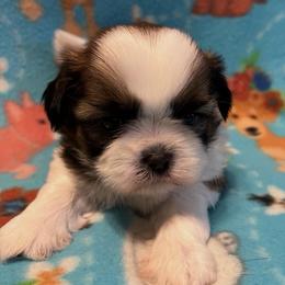 Sulley - Black gold and white male Shih Tzu puppy in Hemet, California from Aloha Shih Tzu