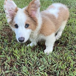 Pembroke Welsh Corgi Puppies from Bestfurends