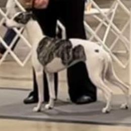 Carmella - Whippet