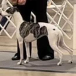Carmella - Whippet