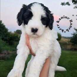 Tux - Black and white male Sheepadoodle puppy in Ashton, Idaho from Kerr Kanine Ranch