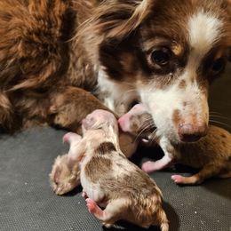 Miniature Australian Shepherd puppies from Rowdy Ranch Tx