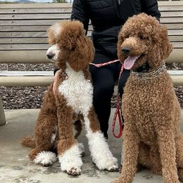 Teddy - Poodle