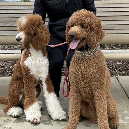 Teddy - Poodle