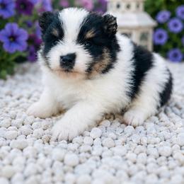 Blossom - Black and tan parti female Pomeranian puppy in Buck Valley, Pennsylvania from Buck Valley Pomeranians