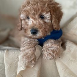 Goldendoodle and Poodle Puppies from Winchester Hills Poodles and Doodles