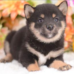 Mori - Black and tan female Shiba Inu puppy in Carpentersville, Illinois from Veronika's Shiba Inus