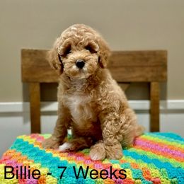 Poodle Puppies from Grandy’s Pretty Poodles