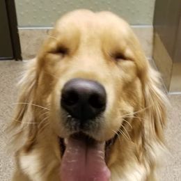 Cedar - Golden Retriever