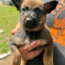 Anga - Sable female Working Dog Cross puppy in Sheridan, Arkansas from Dark Sky Kennels