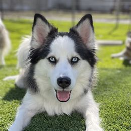 Stormi - Pomsky