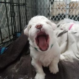 Collin Maltese breeder of Maltese