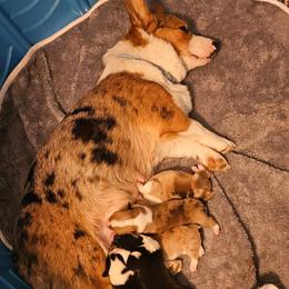 American Corgi Puppies from GC Farms Corgis