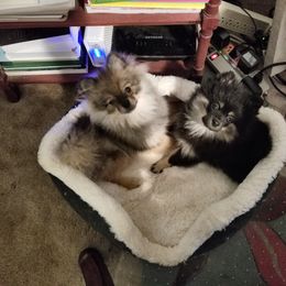 Pomeranian Puppies from Chosen Road Keep Pomeranians