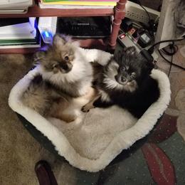 Pomeranian Puppies from Chosen Road Keep Pomeranians
