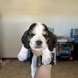 Girl 4 - Black and white female Basset Hound puppy in Las Animas, Colorado from J&D Dachsies