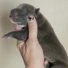 Girl 4 - Blue female American Bully puppy in El Paso, Texas from PaPaws Gotta Love It Kennels