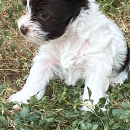 Carl Dean - Parti male Yorkshire Terrier puppy in Waco, Texas from Betterthan Chocolate Yorkies