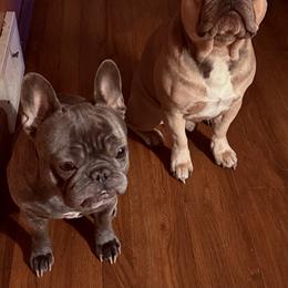 French Bulldogs from themcfrenchies