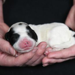 Australian Labradoodle Puppies from Llewellyn's Grove Labradoodles