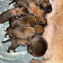 Leopard - Fawn male Belgian Malinois puppy in Briggs, Texas from Madhouse’s Belgian Malinois and German Shepherds