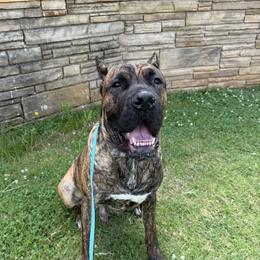 Odin - Cane Corso