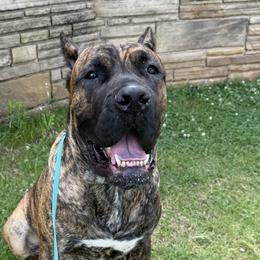 Odin - Cane Corso