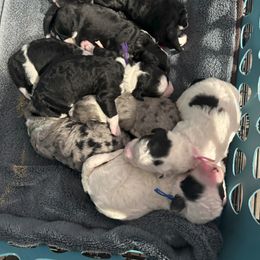Selection Choice 4 - Black and white female Sheepadoodle puppy in Bloomfield, New Jersey from C3 Sheepadoodles