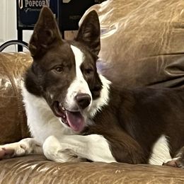 Border Collies from Lazy Magnolia Kennels