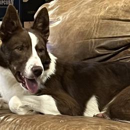 Border Collies from Lazy Magnolia Kennels