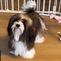 Brett - Havanese