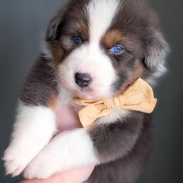 Peanut Butter - Blue merle male Australian Shepherd puppy in Georgetown, Texas from River Reign Australian Shepherds