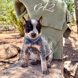 Hank - Blue mottled male Australian Cattle Dog puppy in Sahuarita, Arizona from A2 Australian Cattle Dogs