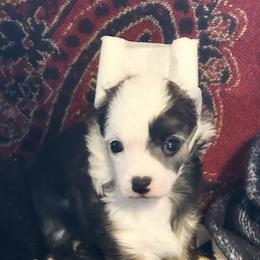 Chihuahua and Chinese Crested Puppies from Western Kentucky Chihuahua’s and Chinese Crested’s