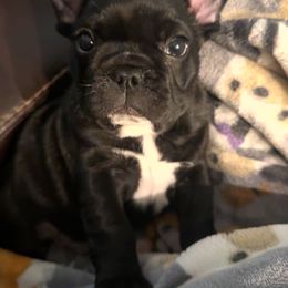 Bulldog and French Bulldog Puppies from Empire Bulldogs & French Bulldogs