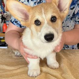 Full collar - Red male Pembroke Welsh Corgi puppy in Gaston, Oregon from Timberside