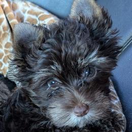 Willow - Chocolate and tan female Yorkshire Terrier puppy in Gaylesville, Alabama from Sweet Alabama Yorkies