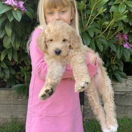 Double Doodle Puppies from Riverside Doodles in Seattle